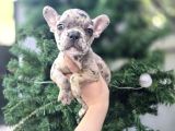 Pug Ve Merle French Bulldog Yavrular Mevcuttur