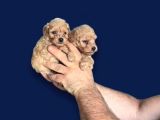 Dişi erkek poodle yavrularımız