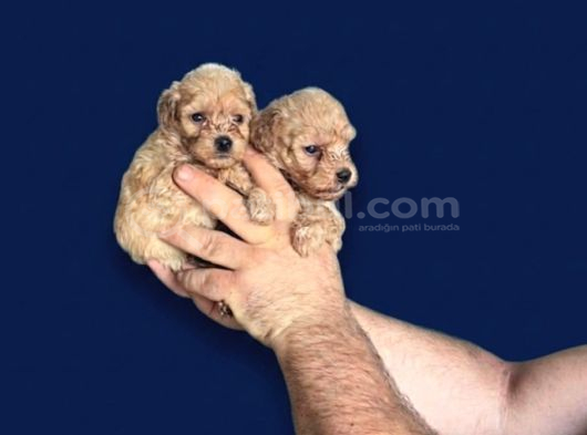 Dişi erkek poodle yavrularımız