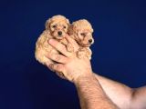 Dişi Erkek Poodle Yavrularımız
