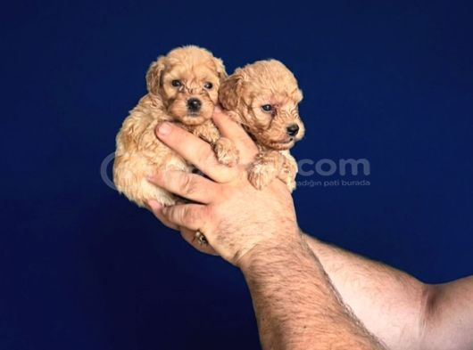 Dişi Erkek Poodle Yavrularımız görsel
