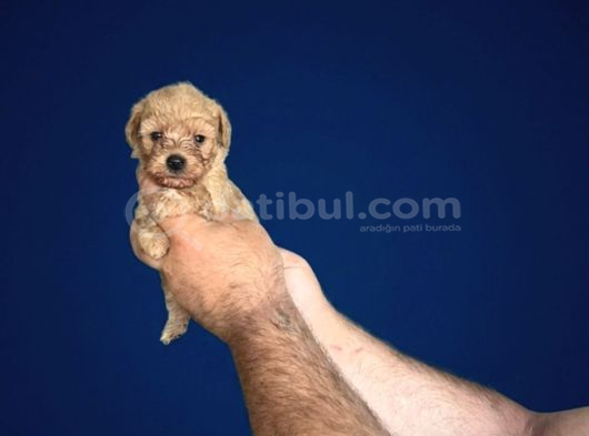 Dişi Erkek Poodle Yavrularımız görsel