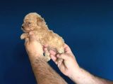 Dişi Erkek Poodle Yavrularımız