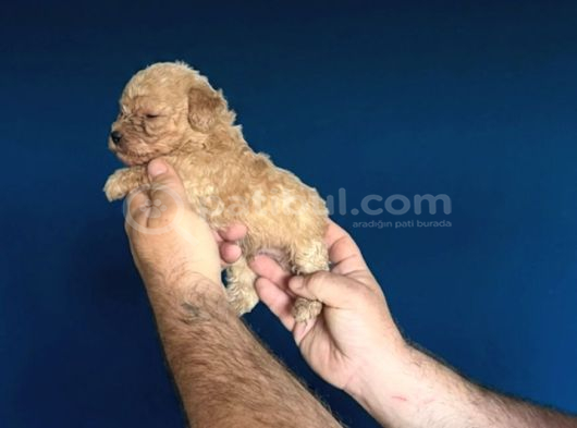 Dişi Erkek Poodle Yavrularımız görsel