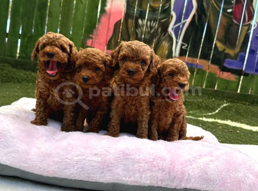 Ruhsatlı poodle evinden erkek dişi poodle yavrularımız