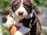 Border Collie Bebekler