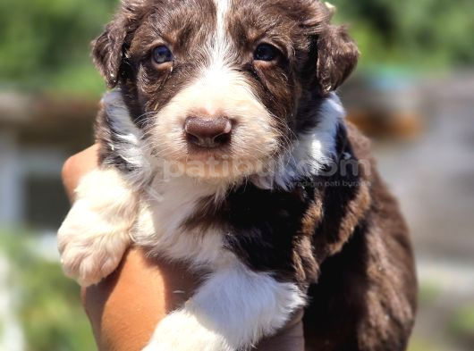 Border Collie Bebekler