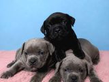 Staffordshire Bull Terrier yasal Belgeli Teslim
