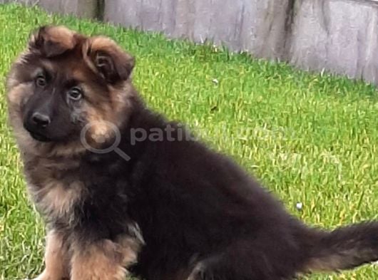 Hari̇ka Alman Çoban Yavrulari İstanbul görsel