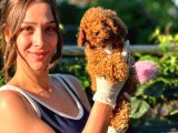 Irk Garantili Toy Poodle Bebekler