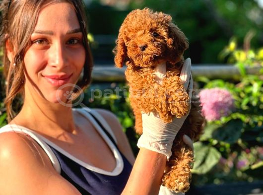 Irk Garantili Toy Poodle Bebekler