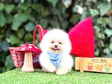Orjinal Teacüp Pomeranian Boo