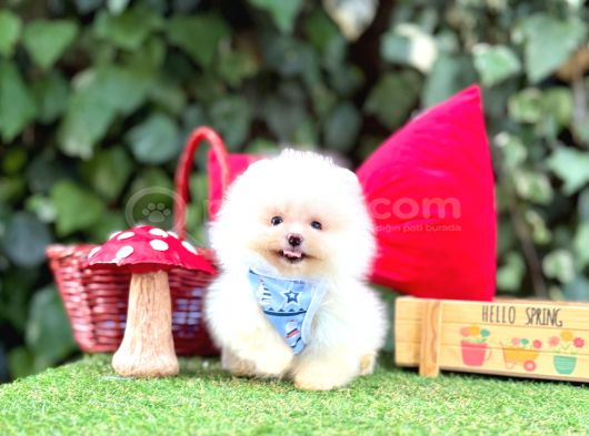Orjinal Teacüp Pomeranian Boo görsel