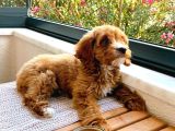 30 MART DOĞUMLU ERKEK MALTİPOO YAVRUMUZ