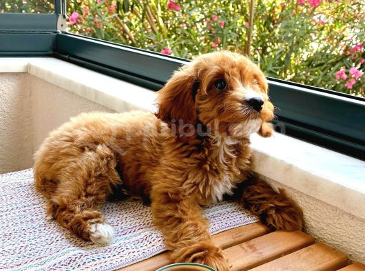 30 MART DOĞUMLU ERKEK MALTİPOO YAVRUMUZ