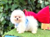 Orjinal Teacüp Pomeranian Boo