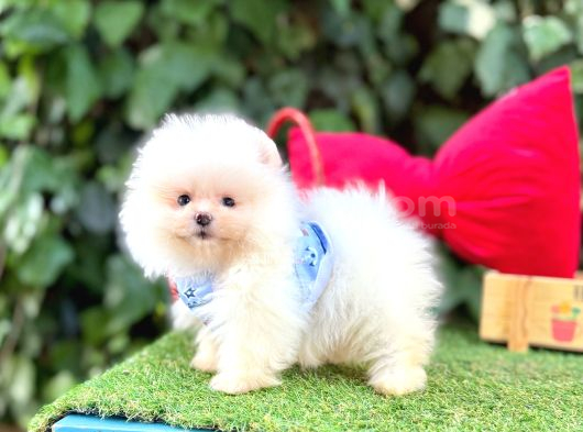 Orjinal Teacüp Pomeranian Boo görsel