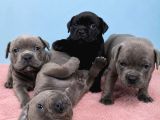 Staffordshire Bull Terrier Yasal Belgeli Teslim