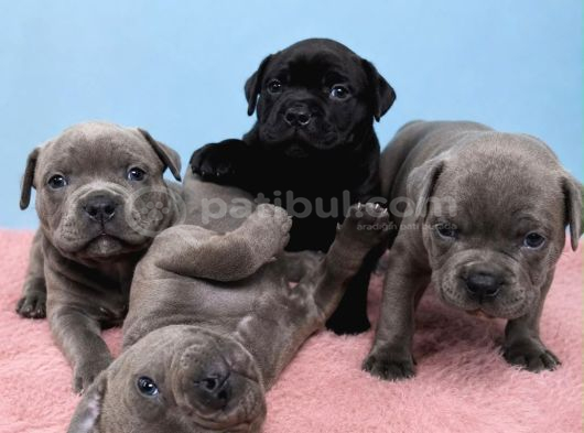 Staffordshire Bull Terrier Yasal Belgeli Teslim görsel