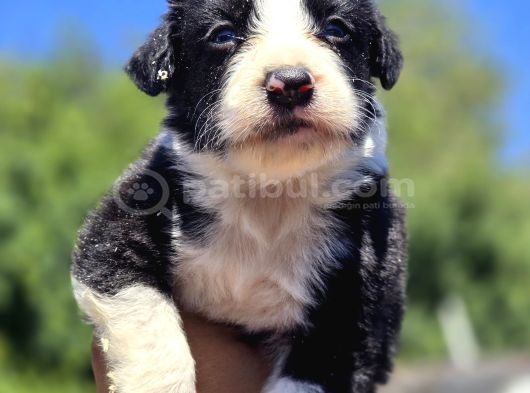 Safkan Border Collie Yavruları görsel