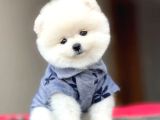 Bebek surat Pomeranian Boo Yavrular çiftliğimizden sizlerle