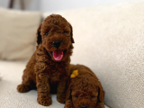Görüntülü arama Irk Garantili Aşılı Toy Poodle bebekler