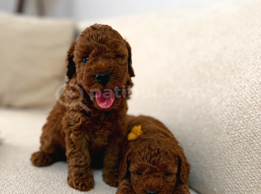 Görüntülü arama Irk Garantili Aşılı Toy Poodle bebekler