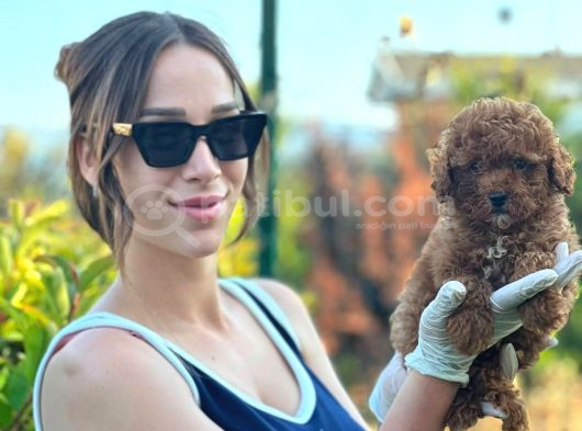 Irk Garantili Toy Poodle Bebekler görsel
