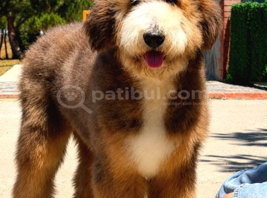 Bernedoodle görsel