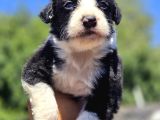 Safkan Border Collie Yavruları