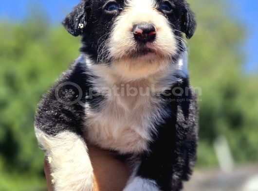 Safkan Border Collie Yavruları görsel