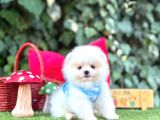 Orjinal Teacüp Pomeranian