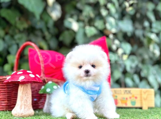 Orjinal Teacüp Pomeranian görsel