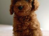Baba Kdf Kayıtlı Ev Doğumlu Toy Poodle