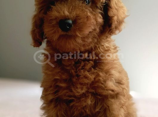Baba Kdf Kayıtlı Ev Doğumlu Toy Poodle görsel