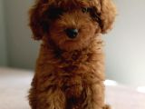 Baba Kdf Kayıtlı Ev Doğumlu Toy Poodle