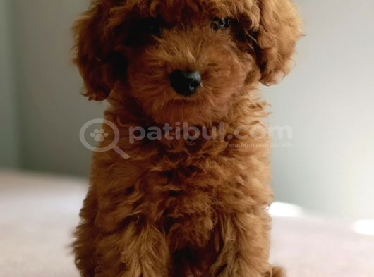 Baba Kdf Kayıtlı Ev Doğumlu Toy Poodle görsel