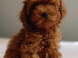 Baba Kdf Kayıtlı Ev Doğumlu Toy Poodle