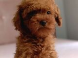 Baba KDF kayıtlı ev doğumlu toy Poodle