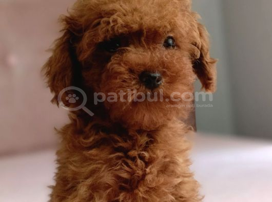 Baba KDF kayıtlı ev doğumlu toy Poodle