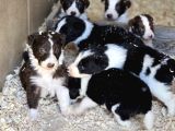 Safkan border collie yavruları