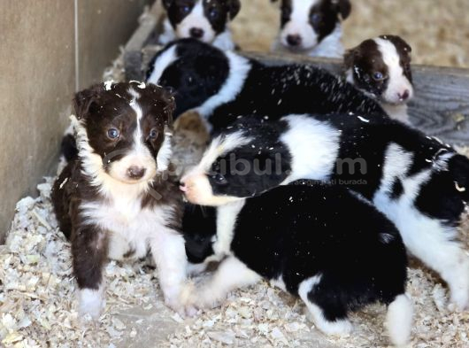 Safkan border collie yavruları
