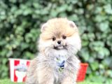 Orjinal Pomeranian Boo