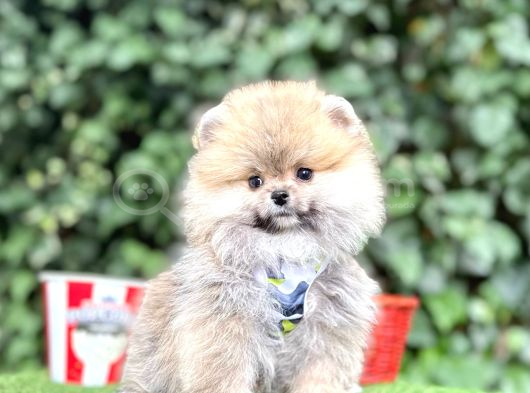 Orjinal Pomeranian Boo görsel