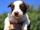 Border Collie Bebekler