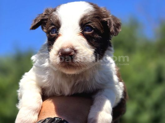 Border Collie Bebekler görsel