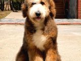 Bernedoodle