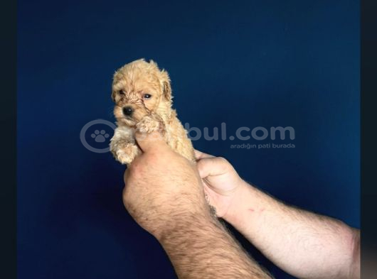Dişi Erkek Poodle Yavrularımız görsel