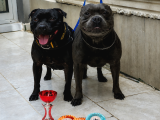 Staffordshire Bull Terrier Yasal Belgeli Teslim