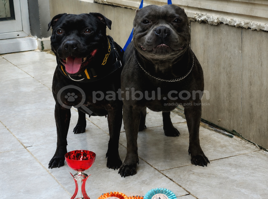 Staffordshire Bull Terrier Yasal Belgeli Teslim görsel